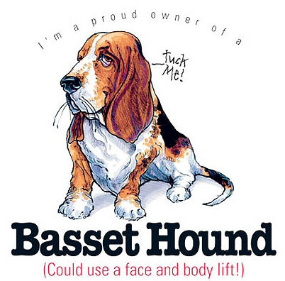 Basset hound - 6455