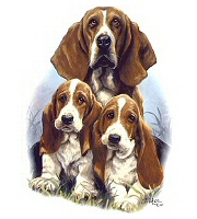 Basset hounds