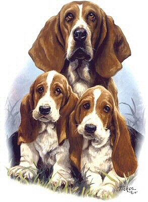 Basset hounds - 7233