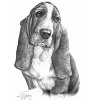 Basset