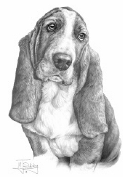 Basset - 13278