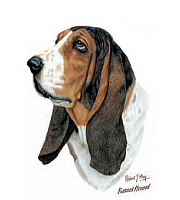 Basset study