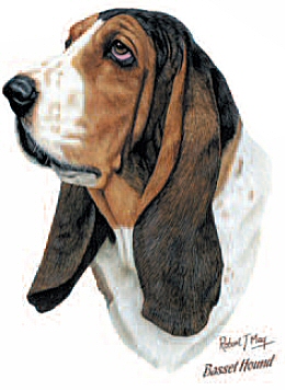 Basset hound - 14086
