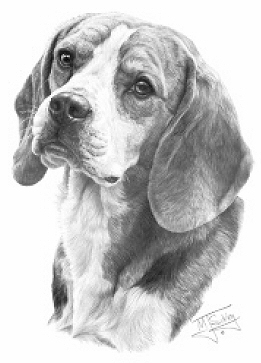 Beagle - 13257