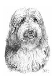 Bearded collie
