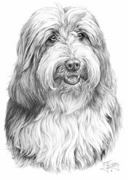 Bearded collie - 13258