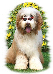 Cool bearded collie