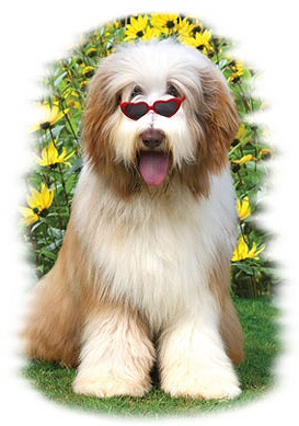 Bearded collie - 14965