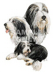 Bearded collie group