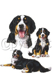 Bernese