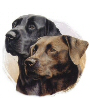 Chocolate and black labs