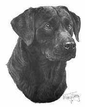 Black labrador study
