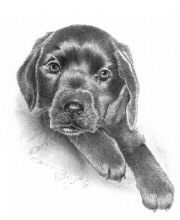 Black labrador puppy