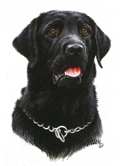 Black labrador portrait