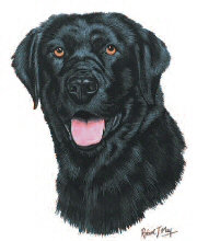 Black labrador head