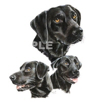Black labradors