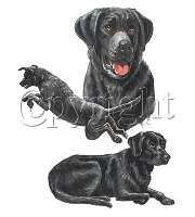 Black labrador group
