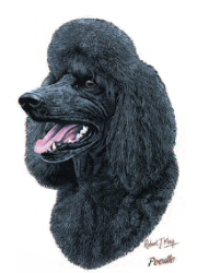Black poodle