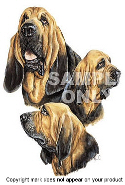 Bloodhound - 374