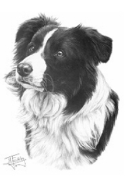 Border collie study