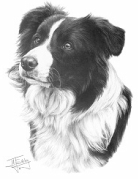 Border collie - 13259