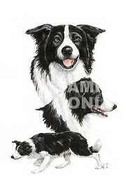 Border collie group