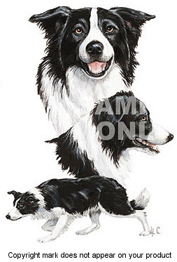 Border collie - 376