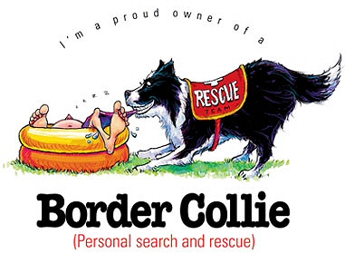 Border collie - 6448