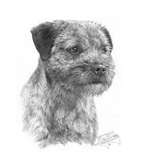 Border terrier study