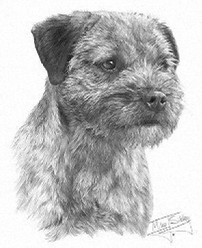 Border terrier - 13260