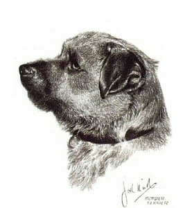 Border terrier