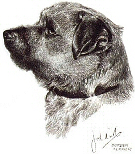 Border terrier - 6212
