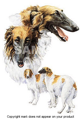 Borzoi - 377