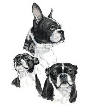 Boston terrier group