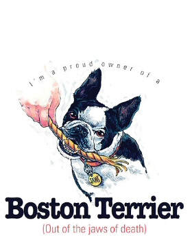Boston terrier