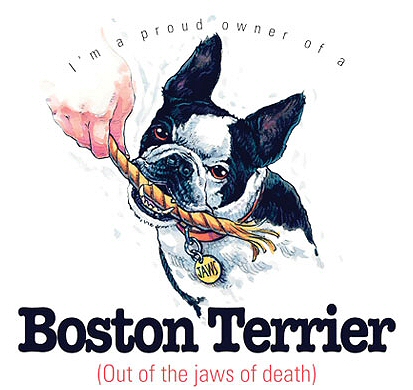 Boston terrier - 6462