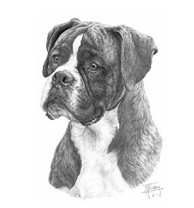 Boxer