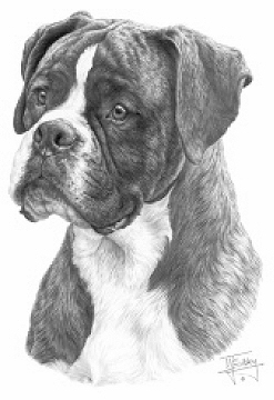 Boxer - 13261
