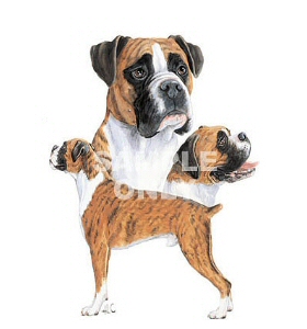 Boxers