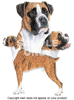 Boxer - 404