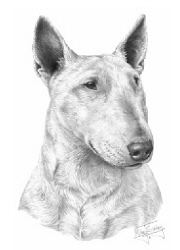 Bull terrier