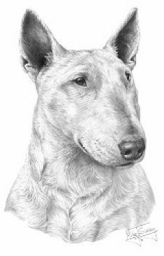 Bull terrier - 13262