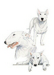 Bull terrier group