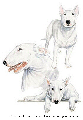 Bull terrier - 368