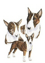 Bull terriers