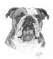 Bulldog study