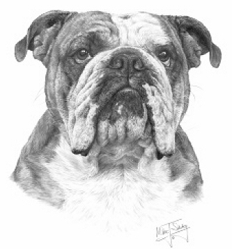 Bulldog - 13263