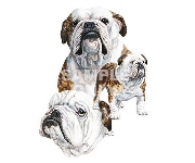 Bulldog group