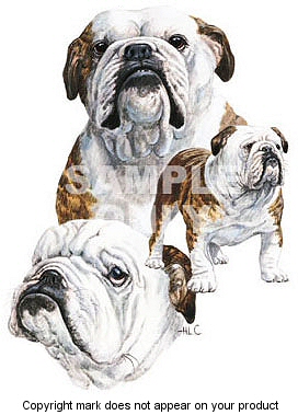English bulldog