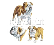 Bulldog - 6321